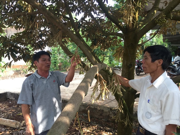 Mô hình trồng cây ăn quả cho hiệu quả kinh tế cao của ông Nguyễn Văn Thắng (bên trái) ở thôn 3,  xã Ea Kpam.  