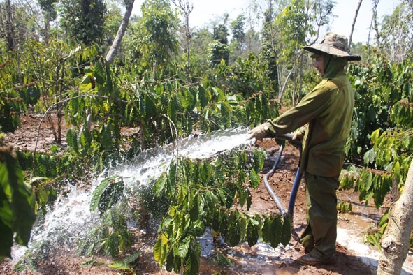 Anh Lê Công (tổ dân phố Thành Công, thị trấn Ea Pốk) tưới nước cho vườn cà phê. 