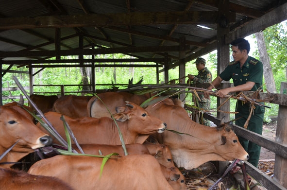 Chăn nuôi bò theo mô hình  “Tiểu trang trại cấp đồn biên phòng”  của Đồn Biên phòng Yok Đôn. 