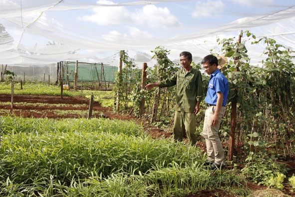 Mô hình trồng rau an toàn trong nhà lưới của một ĐVTN chi đoàn thôn Ea Tút, xã Pơng Đrang đem lại hiệu quả kinh tế cao.