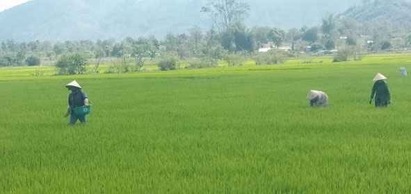 Nông dân thôn 6, xã Hòa Phong làm cỏ, bón phân cho lúa. 