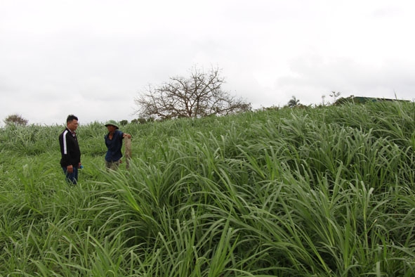 Mô hình trồng cỏ VA 06 của gia đình ông Nguyễn Văn Tuyền (bên phải) thu 45 ngày/lứa, mỗi lứa có năng suất hơn 100 tấn/ha. 