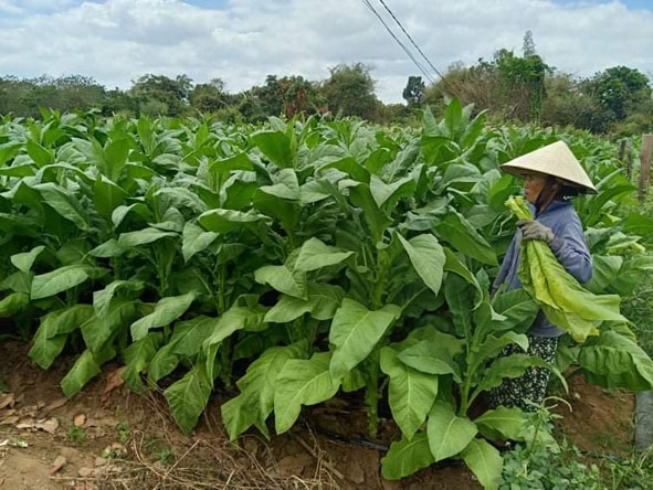Huyện Ea Súp: Nông dân được giá, được mùa thuốc lá