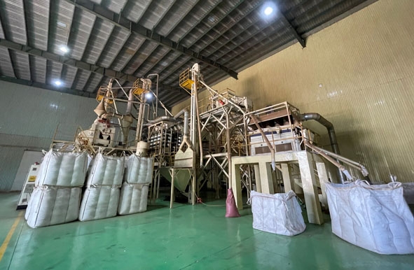 Sản phẩm tiêu hạt khô được đóng kiện để xuất khẩu tại nhà máy của Công ty Simexco Đắk Lắk.  