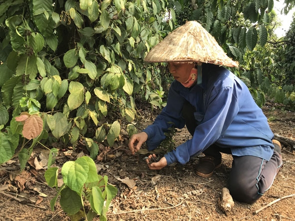 Vườn tiêu của chị Phạm Thị Thu Hằng (xã Quảng Hiệp, huyện Cư M'gar) chín rụng nhưng vẫn chưa tìm được nhân công hái. 