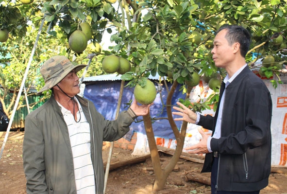 Lãnh đạo Hội Nông dân tỉnh tham quan vườn bưởi da xanh của ông Nguyễn Văn Liêm  (bên trái) ở thôn 6 (xã Ea Sol).  