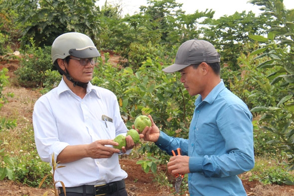 Anh Nguyễn Văn Dần (bên phải) ở buôn Cư Yuck (xã Cư Pơng) giới thiệu giống ổi Đài Loan. 