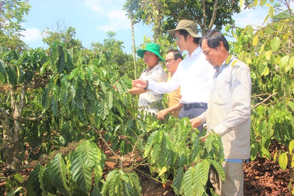 Giám đốc Công ty TNHH MTV Anh Coffe Phạm Hoài Nguyên Anh (thứ hai từ phải sang) thăm vườn cà phê của nông dân xã Ea Nam (huyện Ea H'leo).