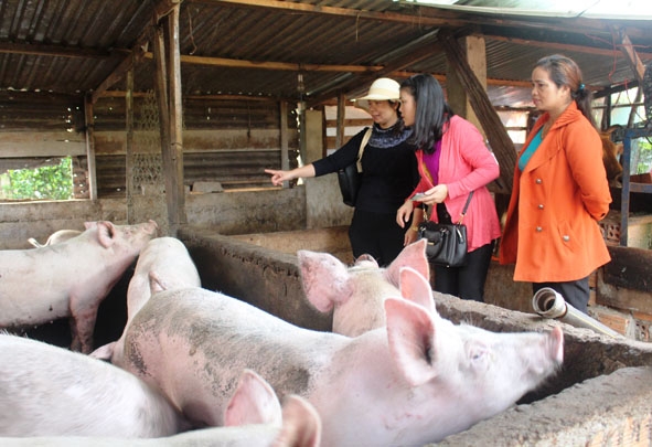 Cán bộ Hội LHPN thị xã Buôn Hồ tham quan mô hình chăn nuôi của phụ nữ xã Ea Drông. 