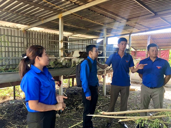 Cán bộ Đoàn các đơn vị tham quan mô hình chăn nuôi dê của thanh niên tại huyện Cư M'gar.