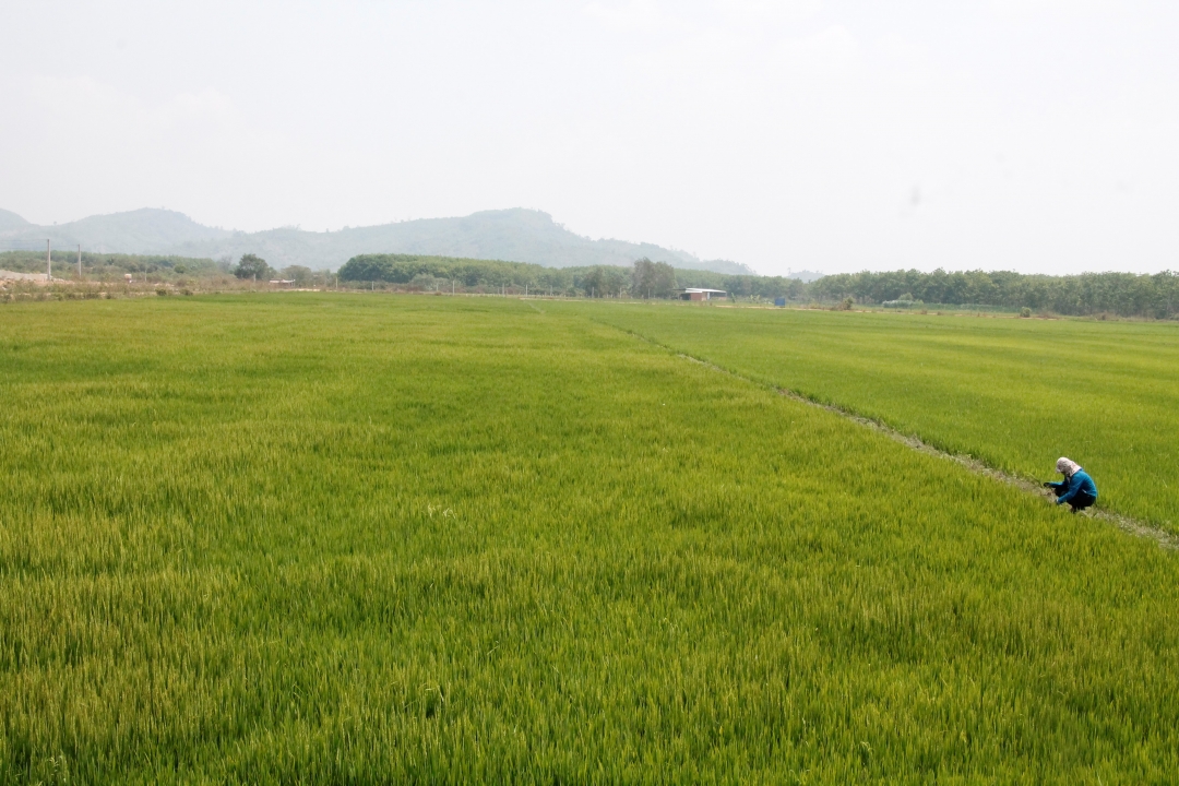 Cánh đồng lúa của các hộ dân ở Khu tái định cư số 1 (xã Cư Elang, huyện Ea Kar).