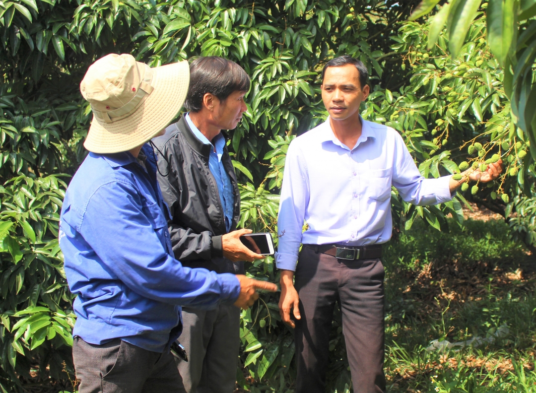 Cán bộ Hội nông dân xã Ea Dăh tham quan vườn vải của anh Phạm Hồng Thao (bìa trái). 