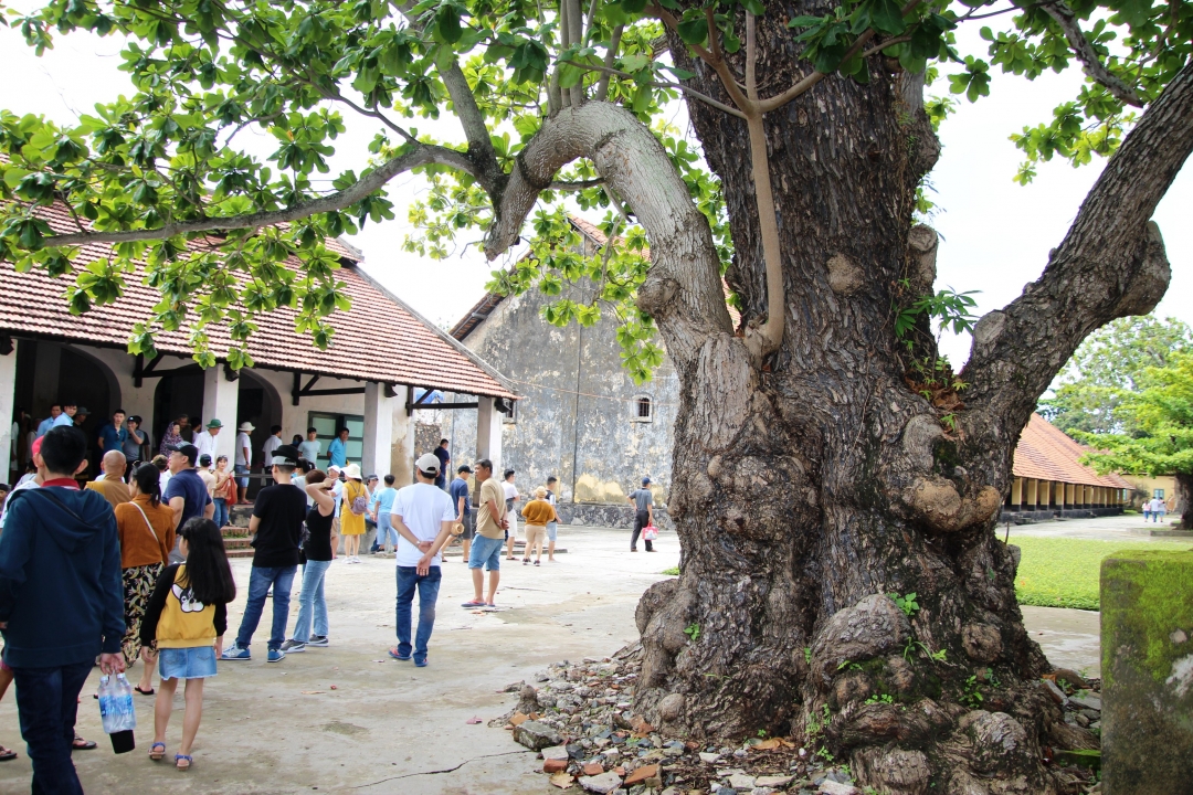 Cây bàng cổ thụ trong trại giam Phú Hải.    