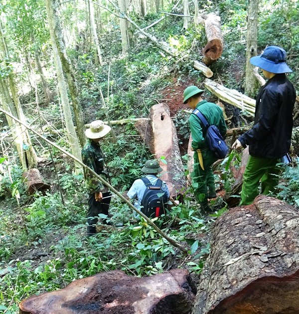 Hiện trường vụ khai thác gỗ trái phép tại Khu Bảo tồn thiên nhiên Ea Sô