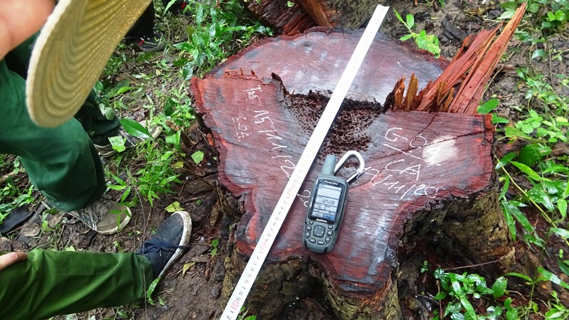 Một cây căm xe bị các đối tượng cưa hạ tại Khu bảo tồn thiên nhiên Ea Sô