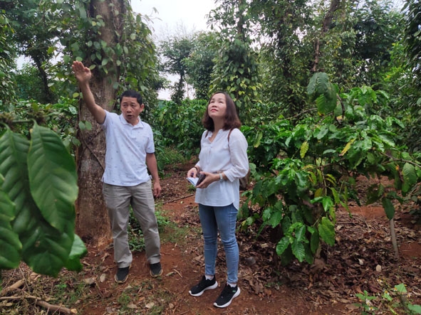 Chủ trang trại Aeroco Lê Đình Tư (bên trái) giới thiệu  với khách tham quan về phương thức  sản xuất  cà phê. 