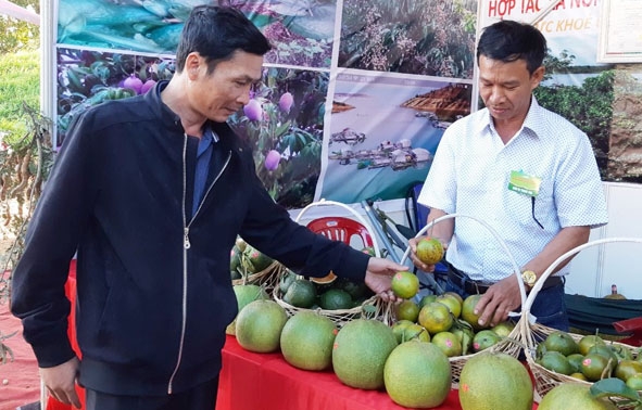 Sản phẩm trái cây của Hợp tác xã Nông nghiệp và du lịch Srêpốk 3 trưng bày trong Hội chợ nông nghiệp và sản phẩm OCOP khu vực Tây Nguyên tại Đắk Lắk năm 2019. 
