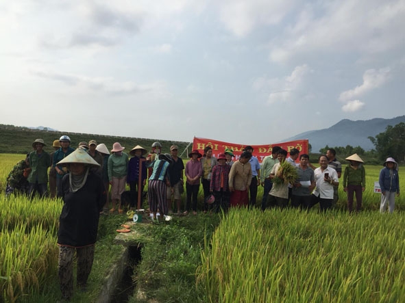Nông dân tham dự Hội thảo đầu bờ giống lúa ST25 trồng theo tiêu chuẩn VietGAP tại xã Krông Jing, huyện M'Drắk.