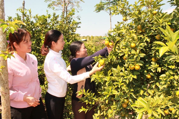Cán bộ Hội LHPN xã Ea Ô (huyện Ea Kar) thăm mô hình trồng cây ăn quả của hội viên trên địa bàn xã. 