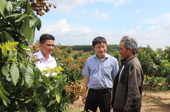 Lãnh đạo huyện M'Drắk và xã Ea Pil tham quan một mô hình trồng nhãn Hương Chi tại thôn 4, xã Ea Pil. 