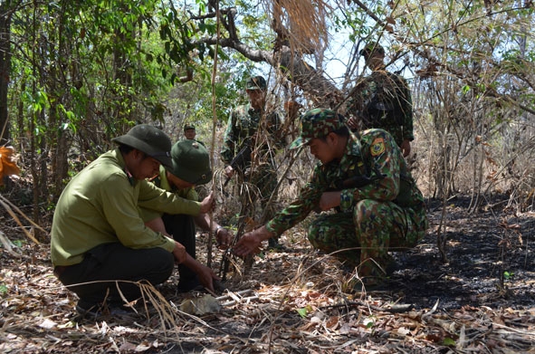 Trạm Kiểm lâm số 8 phối hợp với Đồn Biên phòng Cửa khẩu Đắk Ruê phát hiện các bẫy thú trong rừng.   