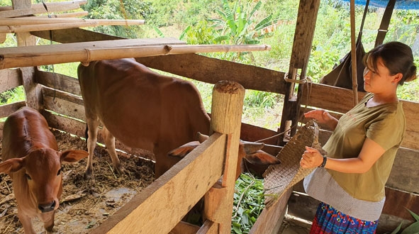 Con bò giống nhóm thiện nguyện hỗ trợ gia đình chị Dương Thị Chư đã sinh một con bê được hơn 3 tháng.