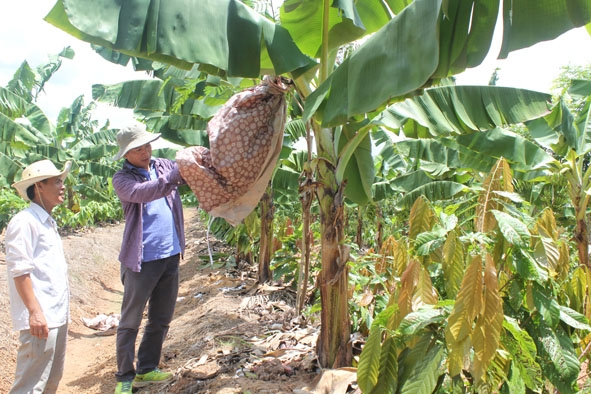 Mô hình trồng ca cao xen chuối của Công ty Cổ phần Cacao Intercontinental là dự án nông nghiệp công nghệ cao đầu tiên ở huyện Ea Súp.  