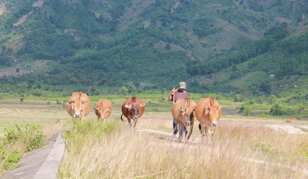 Chăn nuôi bò quy mô nông hộ tại xã Đắk Phơi (huyện Lắk). 