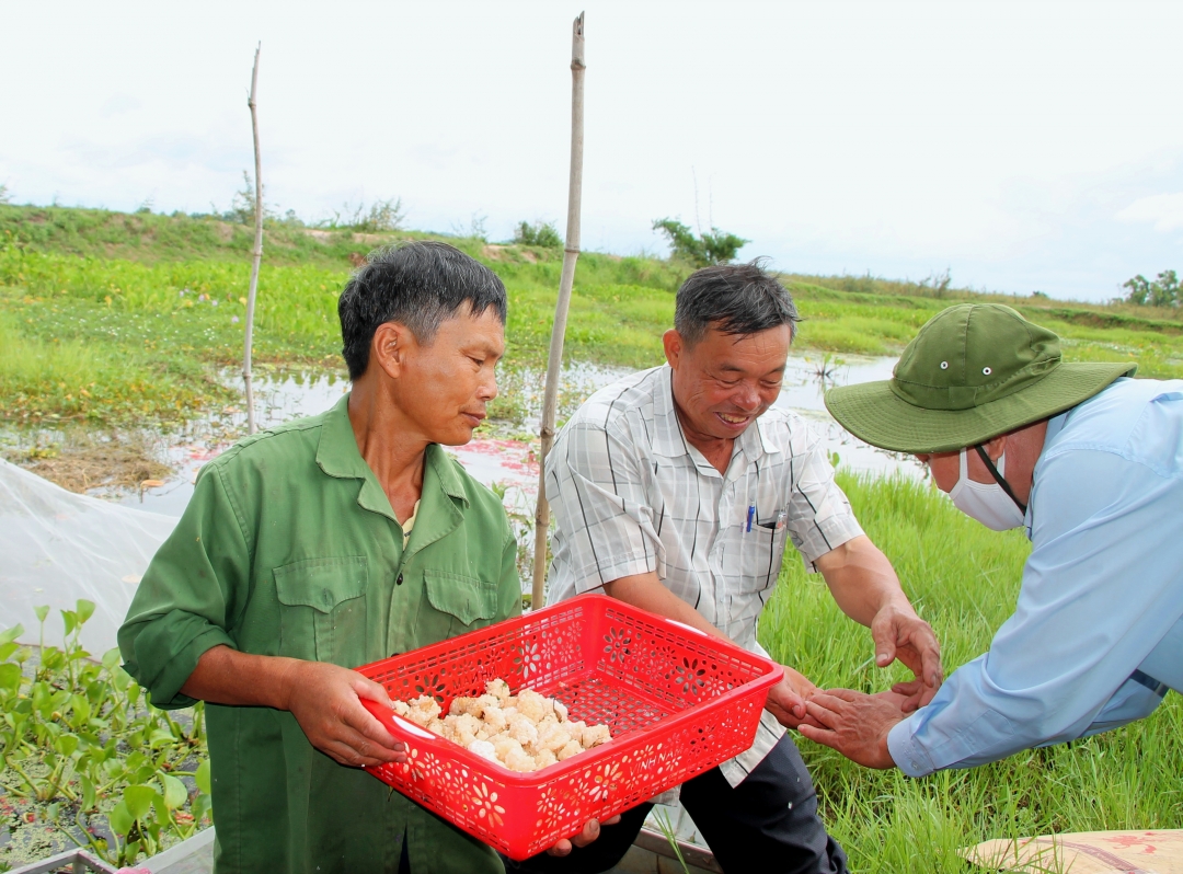 Ông  Đàm Quang Huấn (bìa trái)  ở thôn 11,  xã Ea Ô  chia sẻ  quy trình  nuôi ốc nhồi  đẻ trứng  của gia đình.
