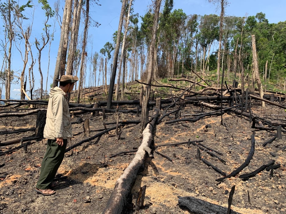 Một diện tích rừng bị phá tại Công ty TNHH MTV Lâm nghiệp Krông Bông