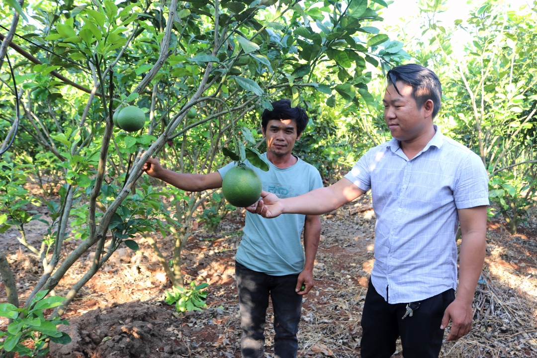 Phó Bí thư Chi bộ, Trưởng buôn Ea Kruêh (xã Ea Bông, huyện Krông Ana) Phùng Lão Gia (bên phải)  thăm vườn cây của Tổ hợp tác cây ăn trái Thành Phát. 