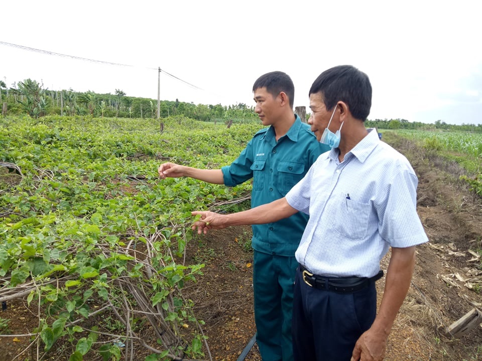 Anh Phan Văn Mạnh (bên phải) giới thiệu về mô hình trồng hoa thiên lý.  